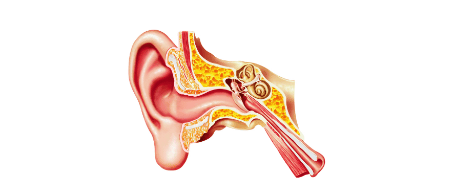 Common Causes of Ear Infections in Adults and Children | Aanvii Hearing